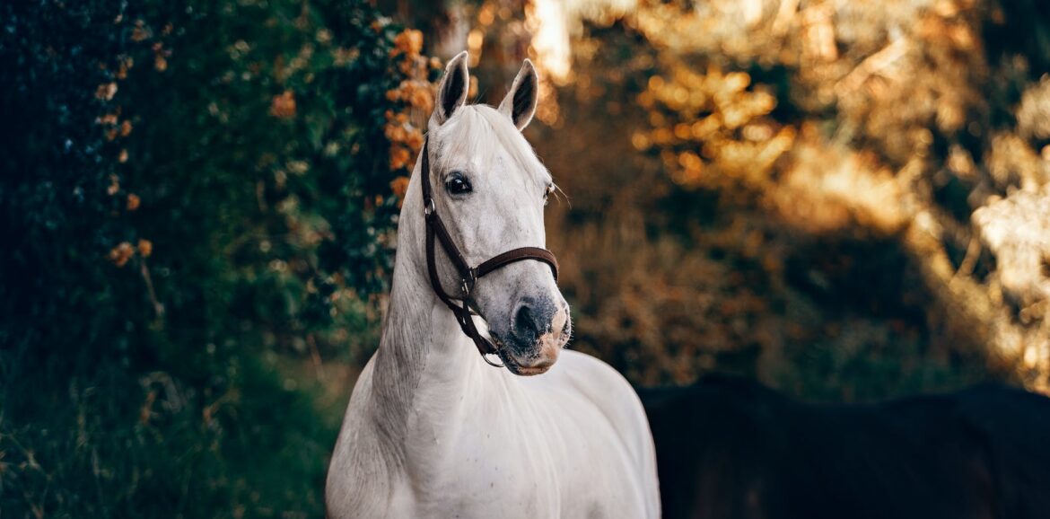 white horse near green leaves