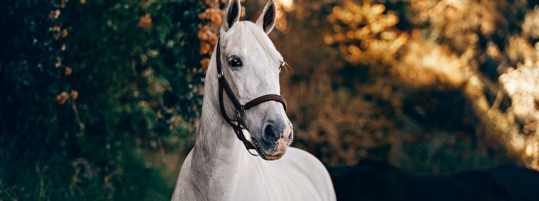 white horse near green leaves