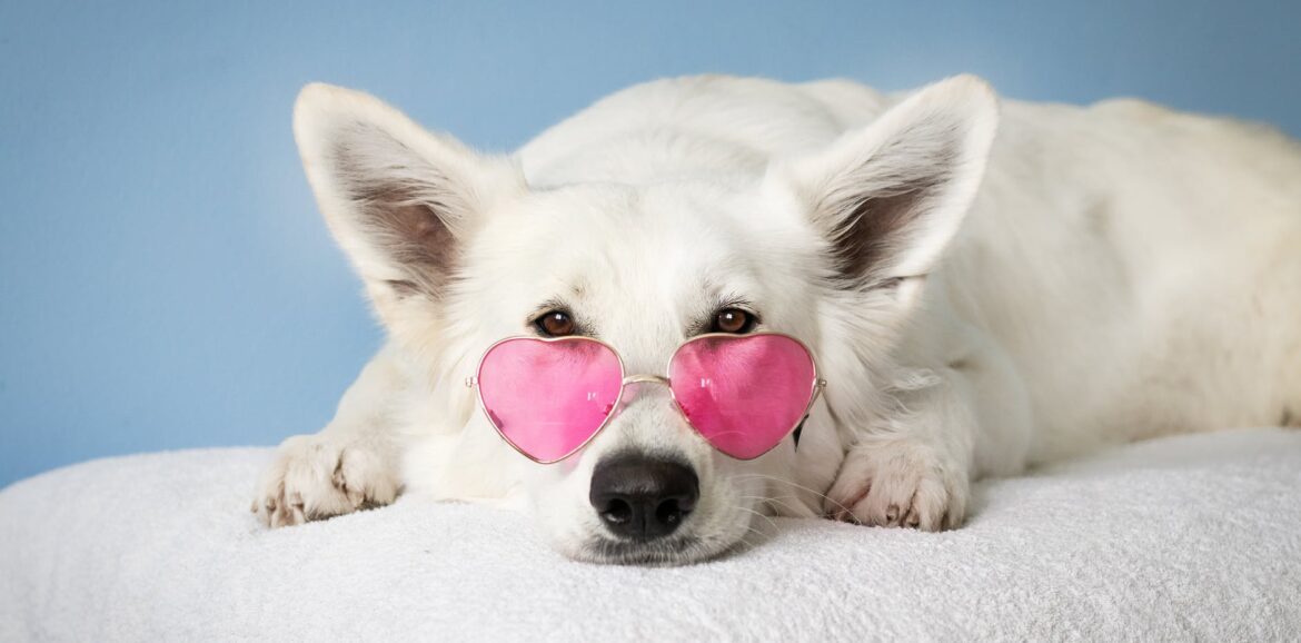medium short coated white dog on white textile