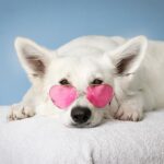 Hunde Krankenversicherung