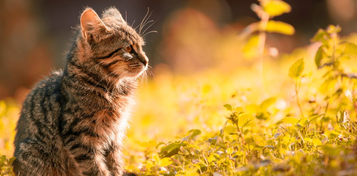tabby kitten sitting on the grass