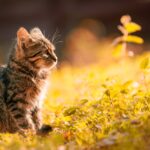Katzen Krankenversicherung